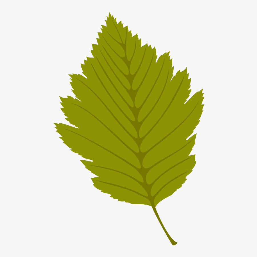 Ulmus Alata, Transparent Clipart