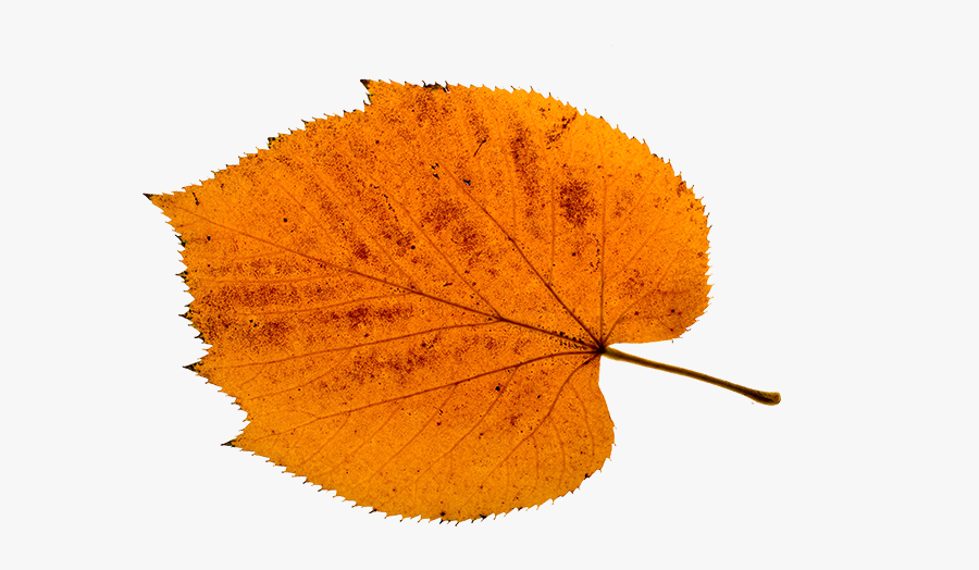 Gambar Daun Musim Semi, Transparent Clipart
