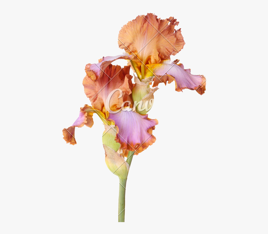 Stem With Two Multicolored Iris Flowers Isolated - Brown Bearded Iris Flower, Transparent Clipart