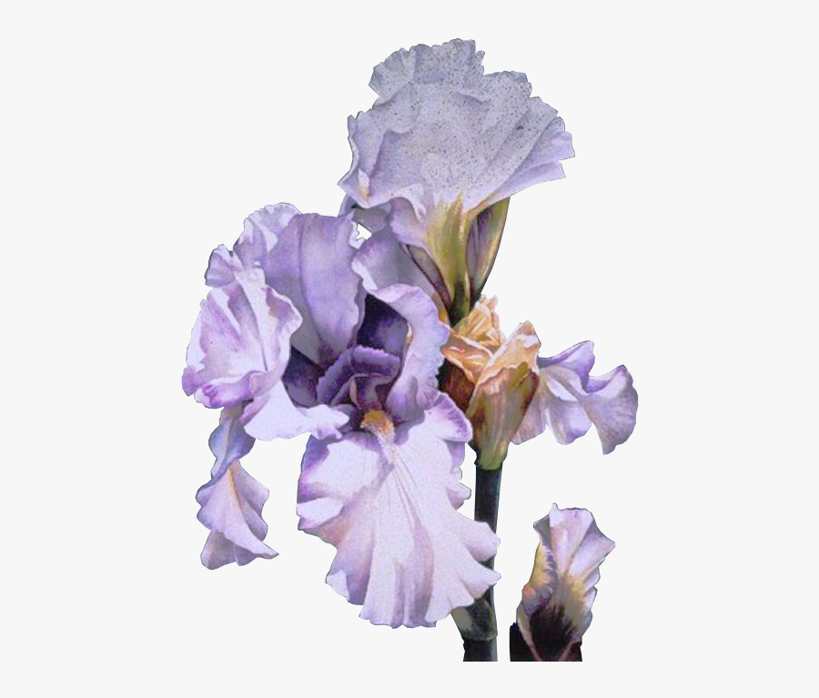 Orris Root Clip Art Irises Flower Gif - Arleta Pech Watercolour, Transparent Clipart