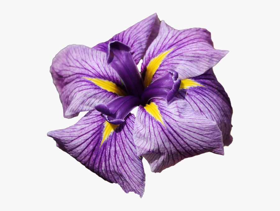 Clip Art Sponsor Month - Iris Flower Transparent Iris Png, Transparent Clipart