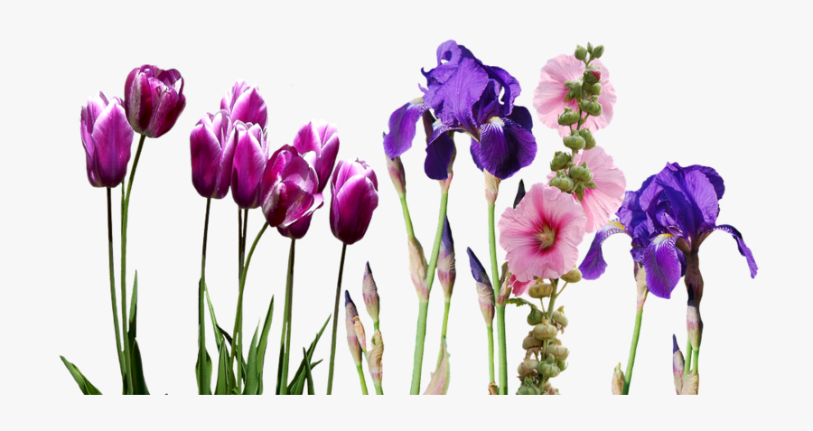 Transparent Iris Flower Clipart - Wedding Invitations Templates Png, Transparent Clipart
