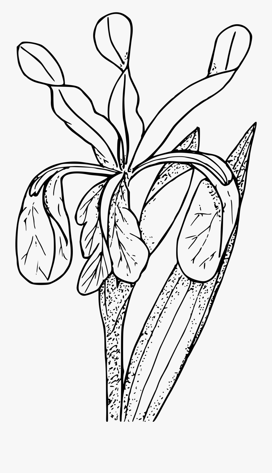 Wild Iris Clip Arts - Coloring Page, Transparent Clipart