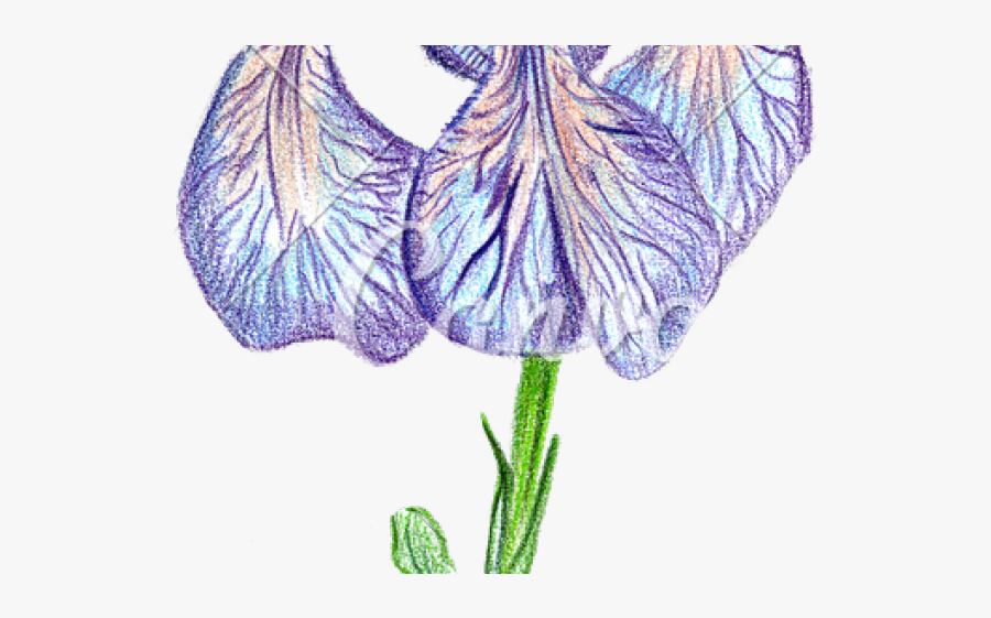Drawn Iris Iris Plant - Delphinium, Transparent Clipart
