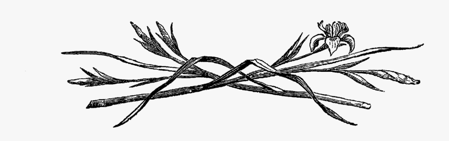 Flower Iris Digital Illustration - Illustration, Transparent Clipart