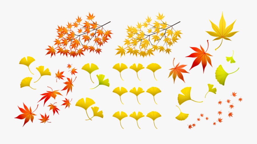 Fall Leaves, Autumn Leaf, Nature, Colorful, Fall, Leaf, Transparent Clipart