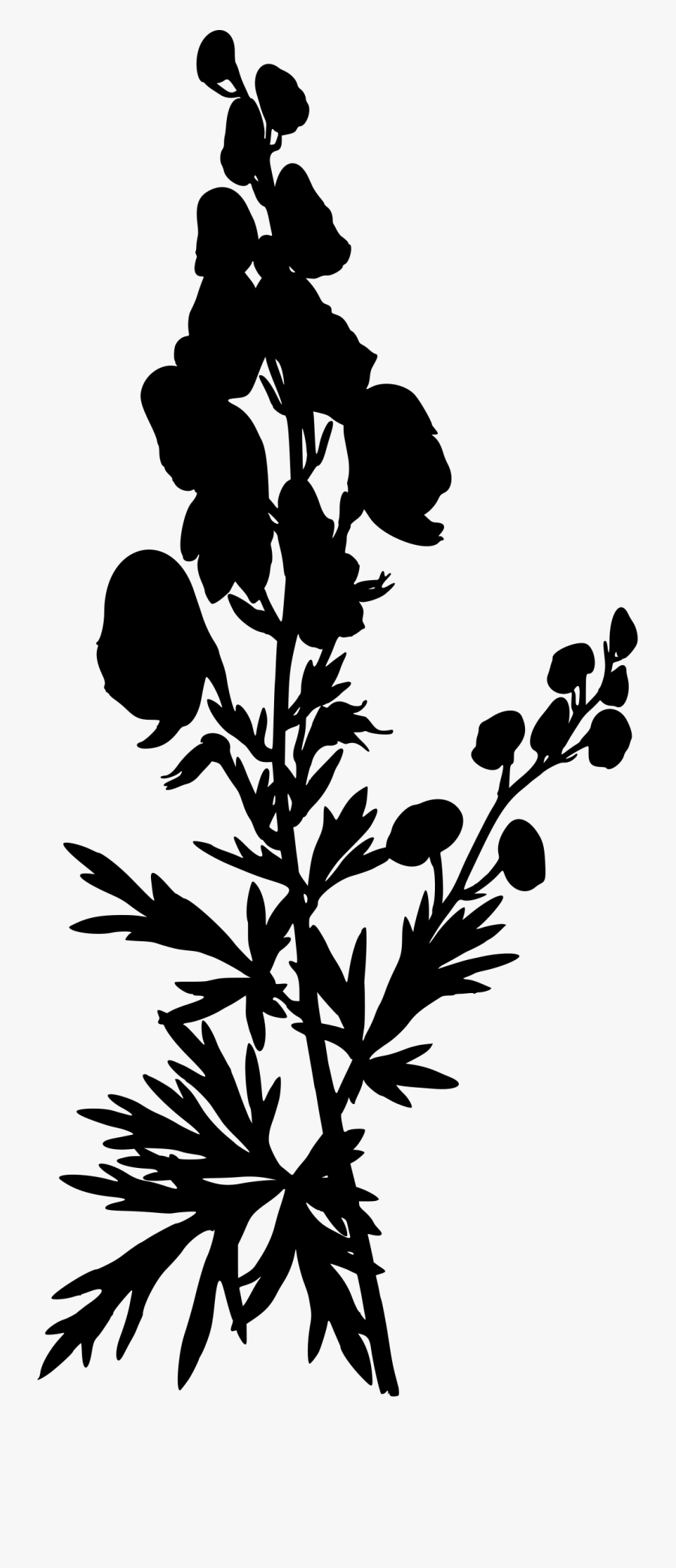 Clipart - - Aconitum Napellus, Transparent Clipart