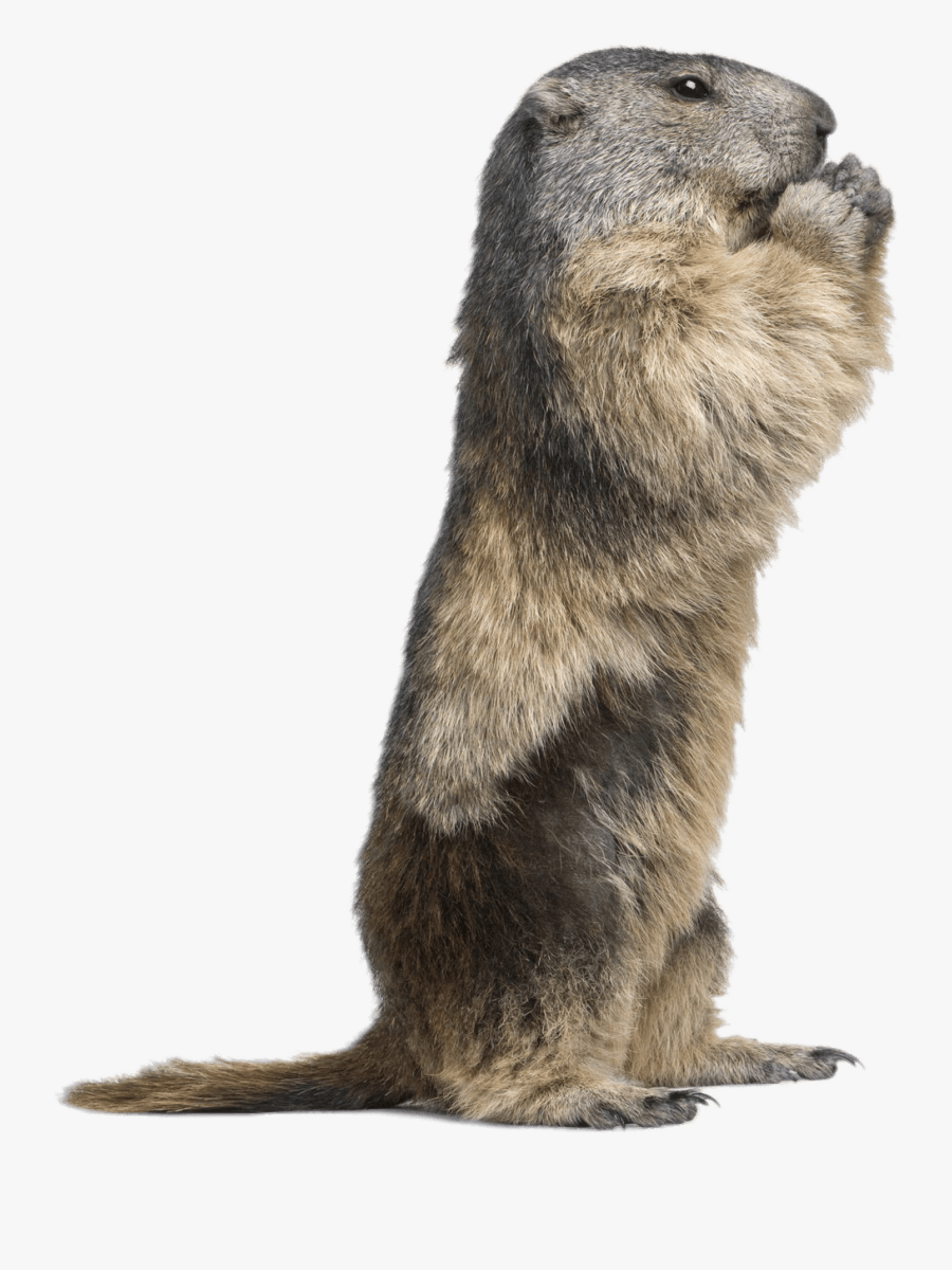 Standing Groundhog Clip Arts - Does A Groundhog Look Like, Transparent Clipart