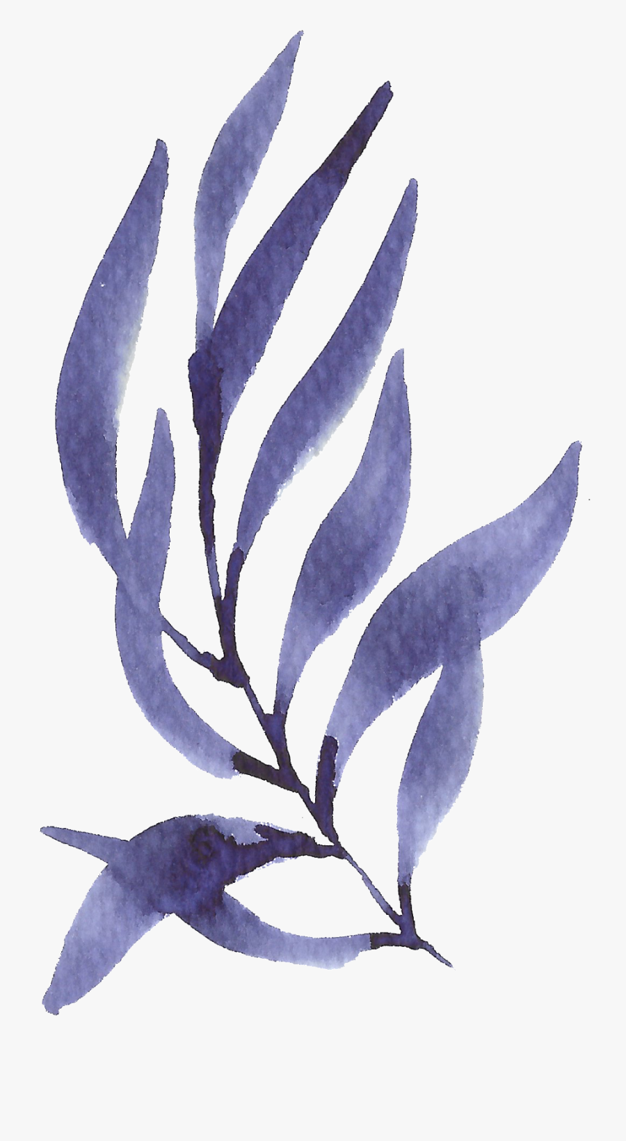 Hand Painted Purple Seaweed Watercolor Transparent - Transparent Background Watercolor Seaweed, Transparent Clipart