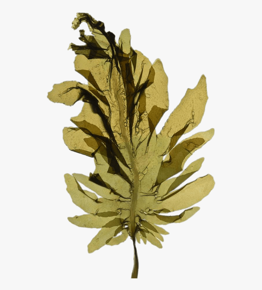Seaweed Leaf Clip Arts - Green Kelp, Transparent Clipart