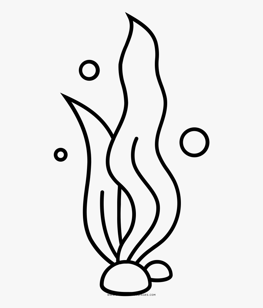 Seaweed Coloring Page - Algas Marinhas Desenho Para Colorir, Transparent Clipart