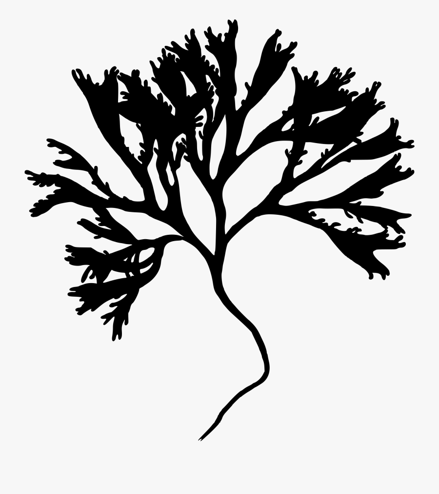 Algae Drawing Seaweed - Seaweed Clipart Black And White, Transparent Clipart