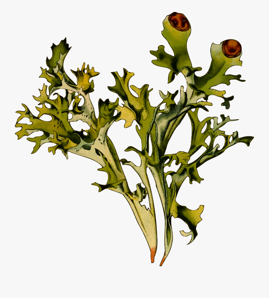 Iceland Moss - Iceland Moss Png, Transparent Clipart