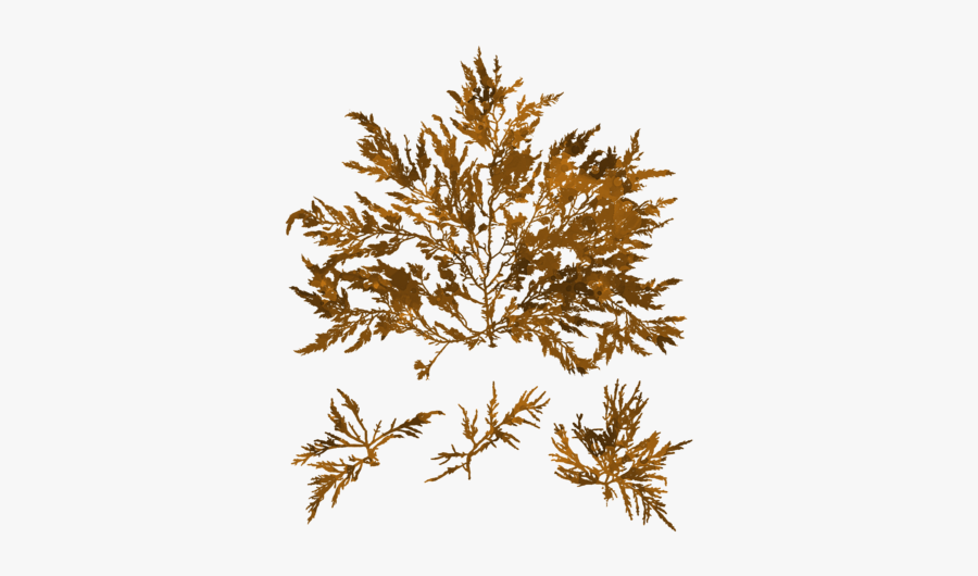 Juniper, Transparent Clipart
