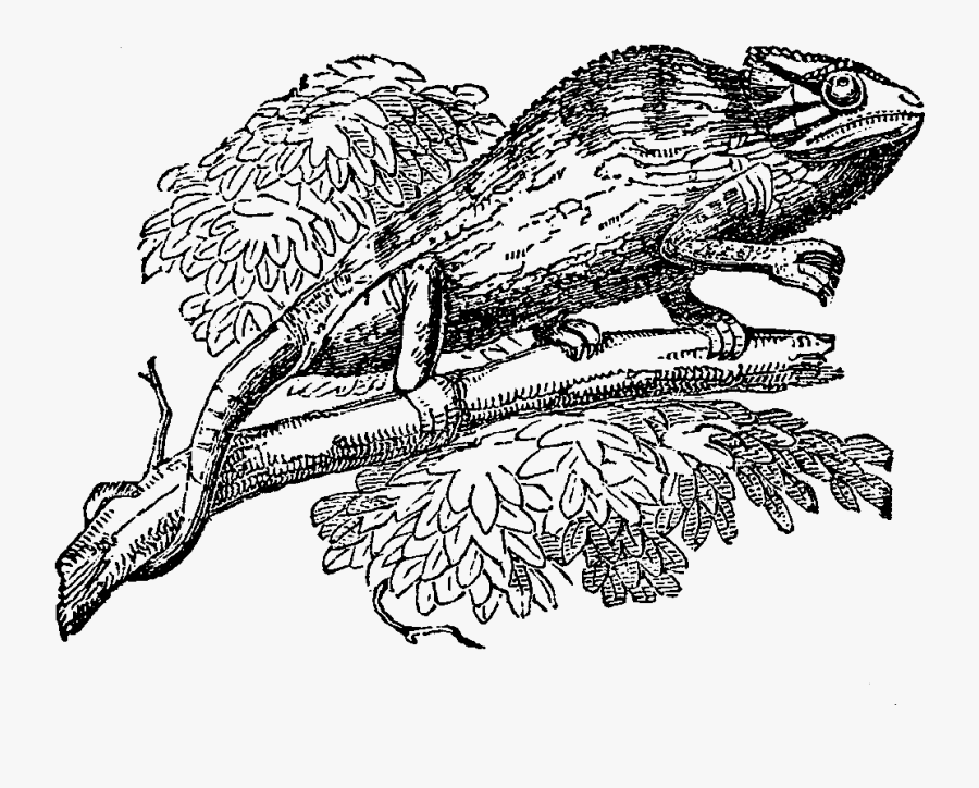 Sketch, Transparent Clipart