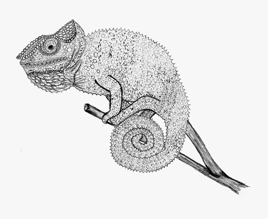 Camaleones Dibujos A Lapiz, Transparent Clipart