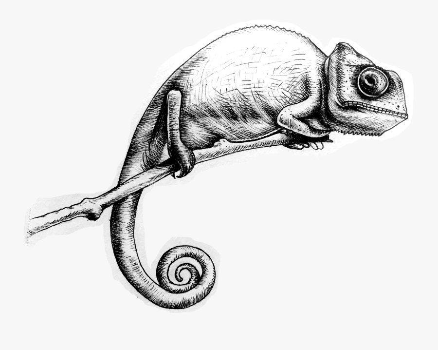 Common Chameleon, Transparent Clipart