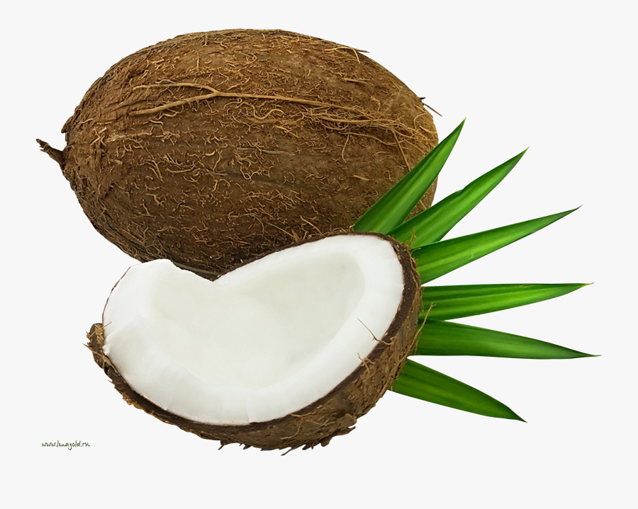 Transparent Coconut Oil Clipart - Кокос Пнг, Transparent Clipart