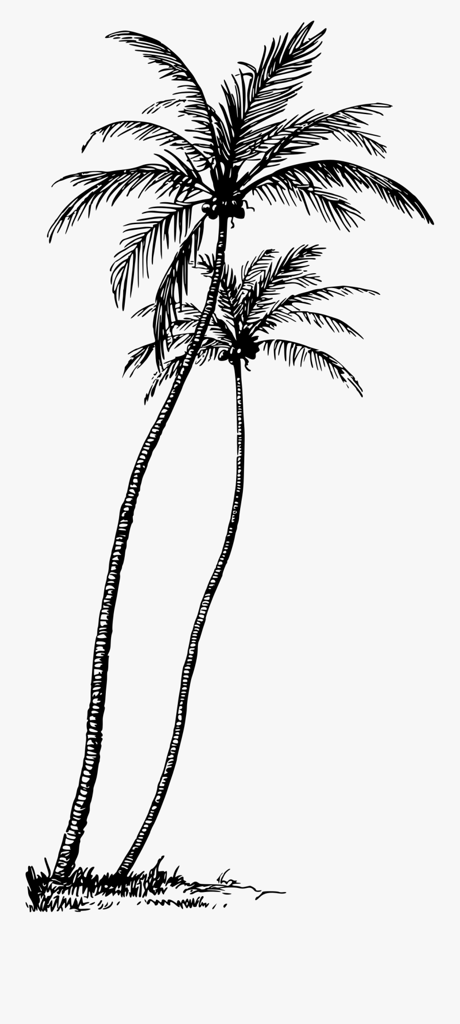 Coconut Palm - Coconut Tree Line Art, Transparent Clipart