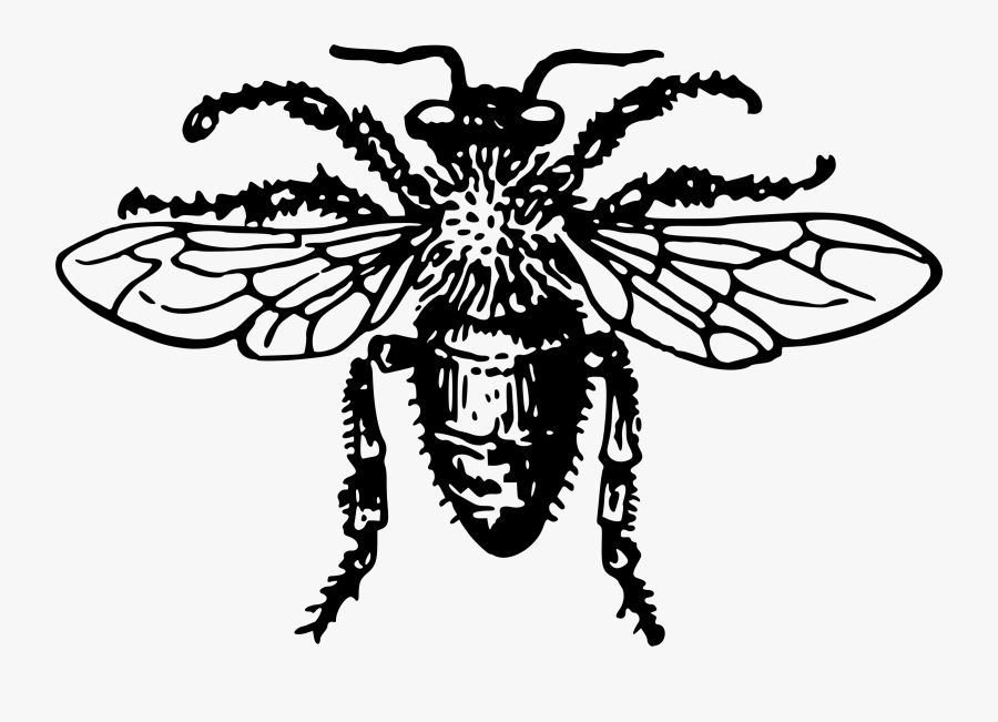 Western Honey Bee Insect Pollinator Clip Art- - Clip Art, Transparent Clipart