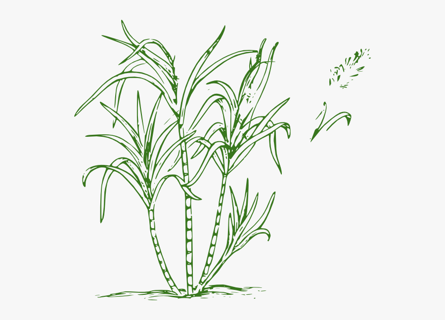 Sugar Cane Clip Art, Transparent Clipart