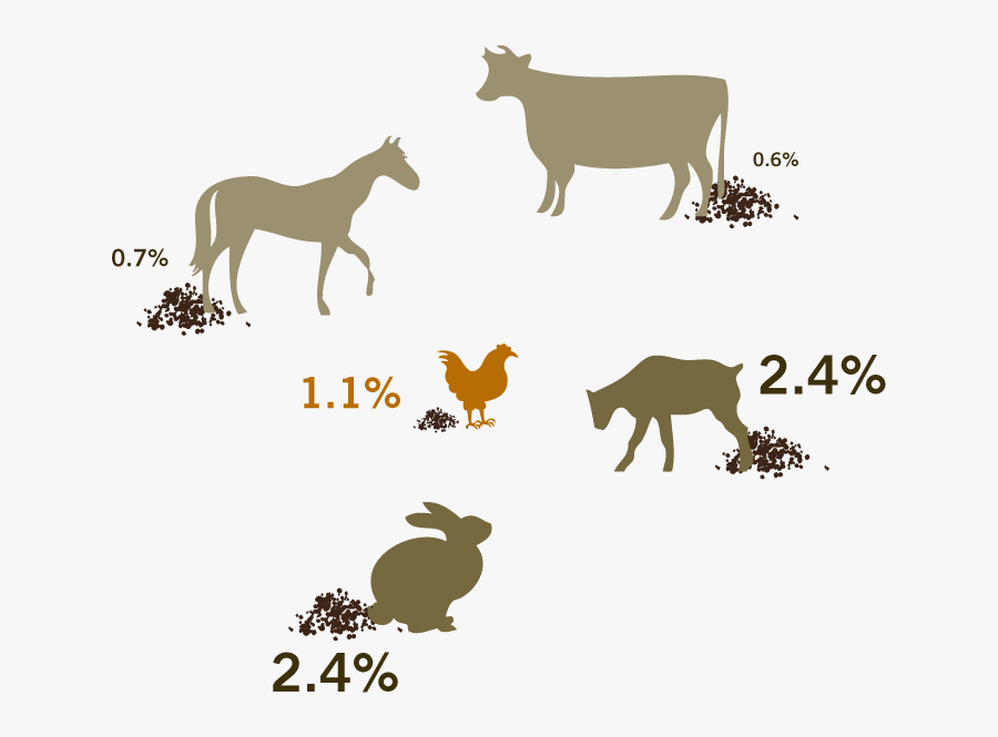Animals In The Compost - Horse Poop Vs Cow Poop, Transparent Clipart