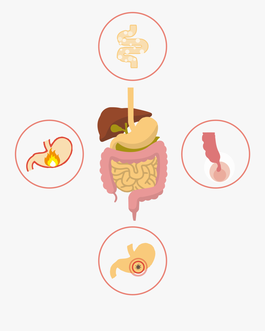 Stomach Digestive System - Salud Digestiva Icono, Transparent Clipart