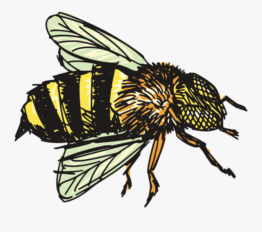 Insect Clip Art Transprent - Honey Bee Drawing Png, Transparent Clipart