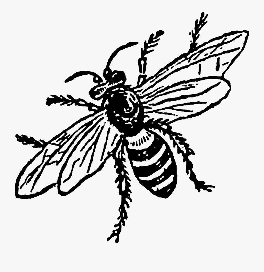 Bee, Transparent Clipart