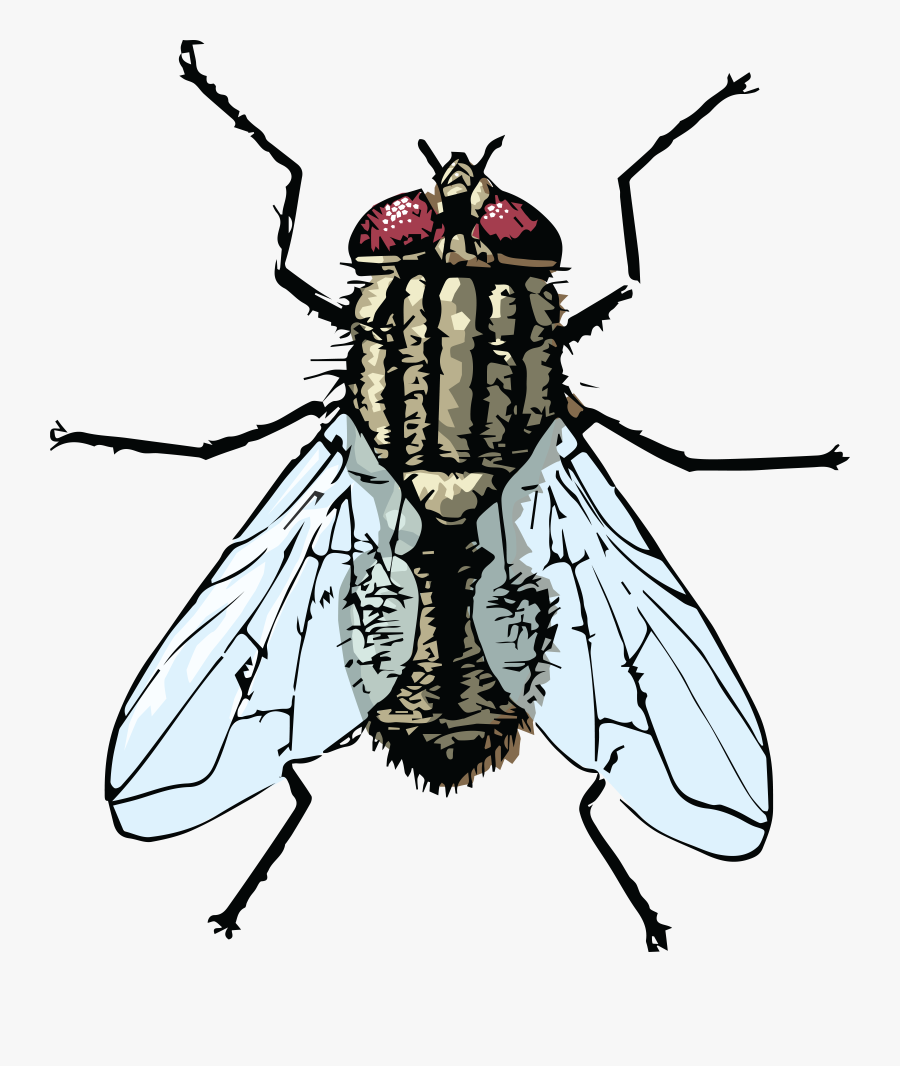 Fly Clipart Insect - Housefly Clipart, Transparent Clipart