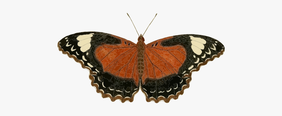 Cethosia Cydippe Butterfly Insect Borboleta Inseto - Mariposa Insecto Png, Transparent Clipart