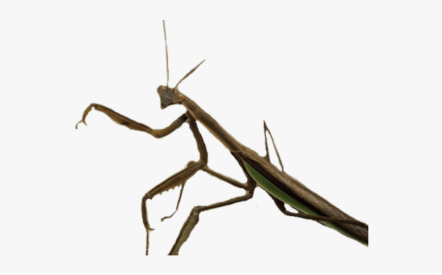 Insecto Png, Transparent Clipart