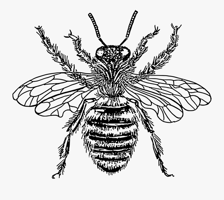 Art,symmetry,monochrome Photography - Bee Illustration No Background, Transparent Clipart