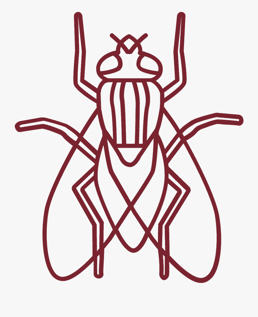 Imagenes De Una Mosca Para Dibujar, Transparent Clipart