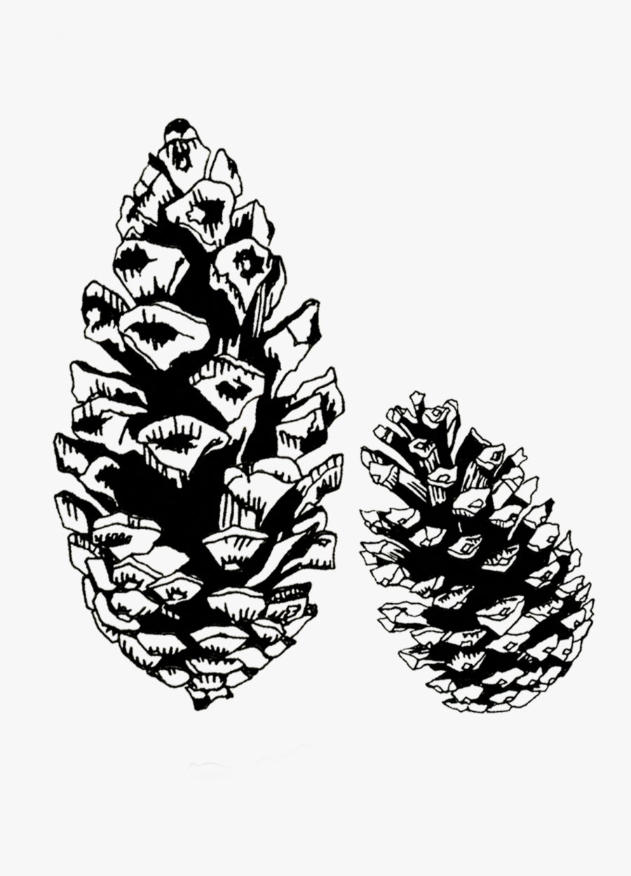 Pinecones - Illustration - Two Pine Cones Tattoo, Transparent Clipart
