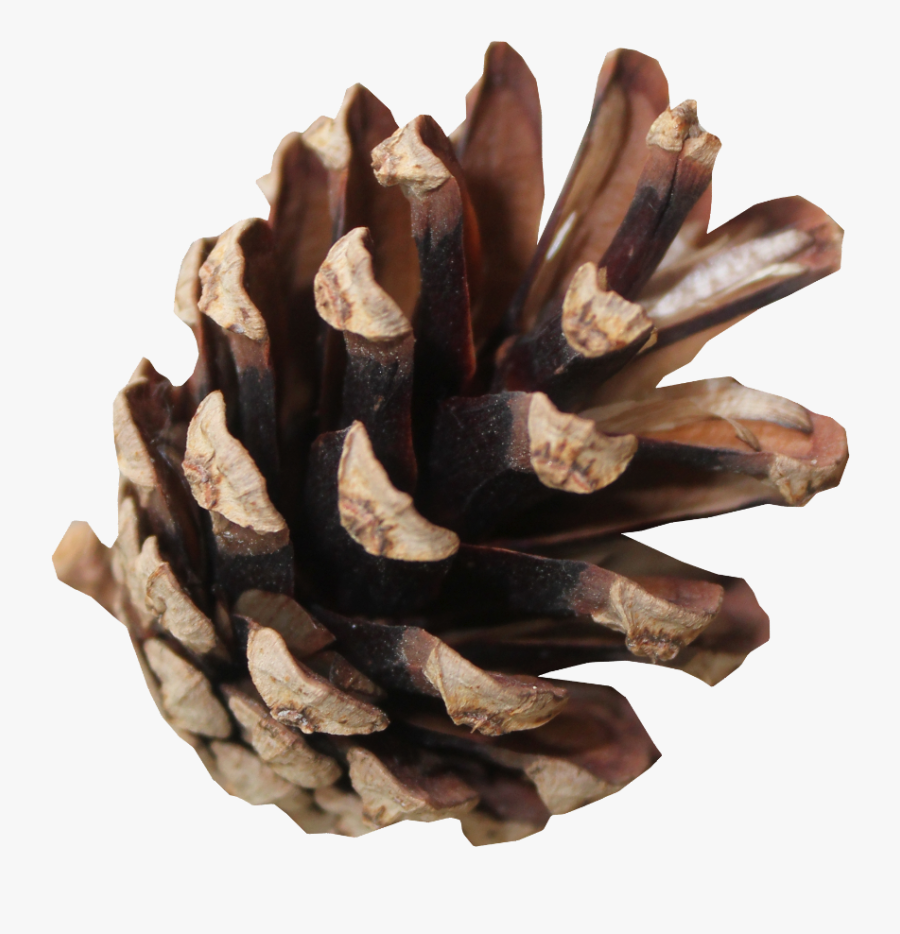 #pinecone #forest #cutout * #overlay #decoration #nuts - Pond Pine, Transparent Clipart