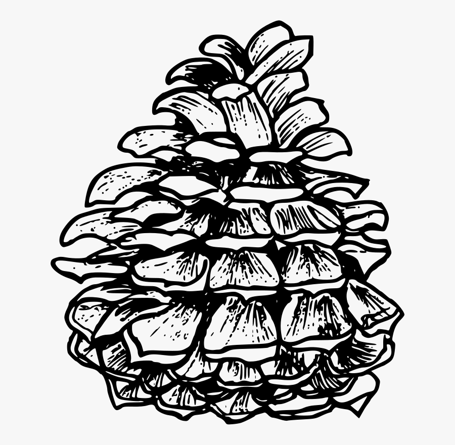 Black And White Drawing Visual Arts Computer Icons - Clip Art Outline Nature, Transparent Clipart