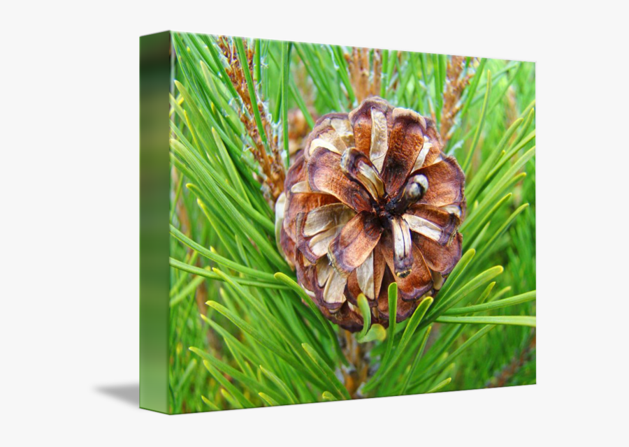 Shortstraw Pine, Transparent Clipart