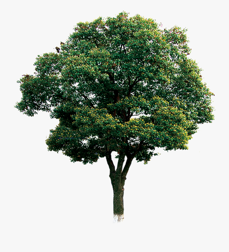 Computer Tree File Branch Download Hd Png Clipart - Portable Network Graphics, Transparent Clipart