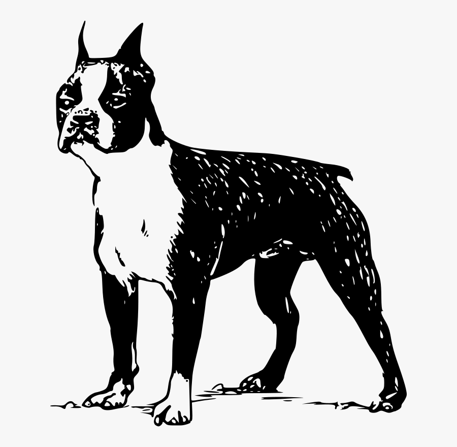 Transparent Boston Terrier Png - Boston Terriers Black And White Clipart, Transparent Clipart