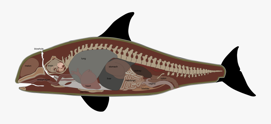 Orca Clipart Killer Whale - False Killer Whale Anatomy, Transparent Clipart