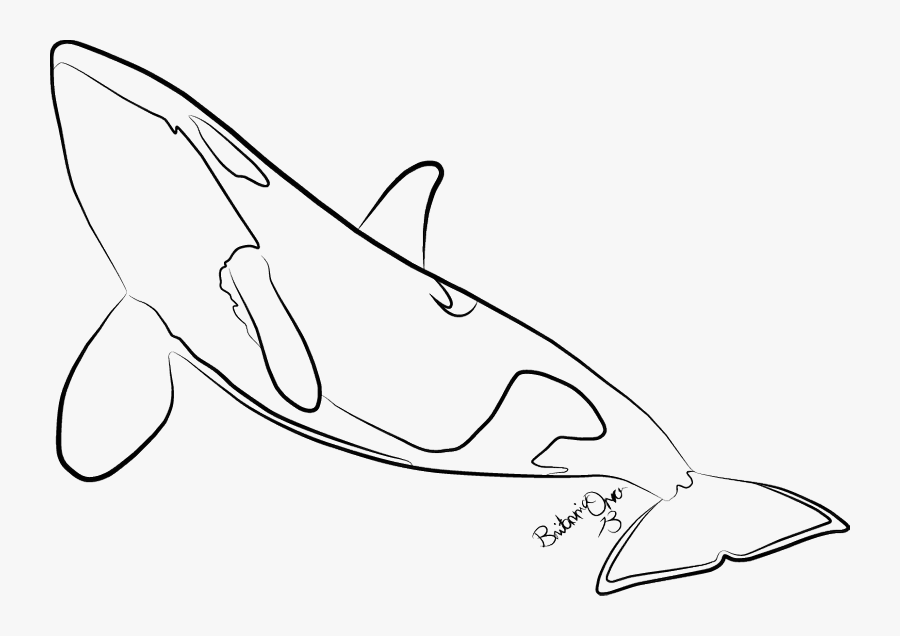 Killer Whale Lineart - Killer Whale Line Drawing, Transparent Clipart