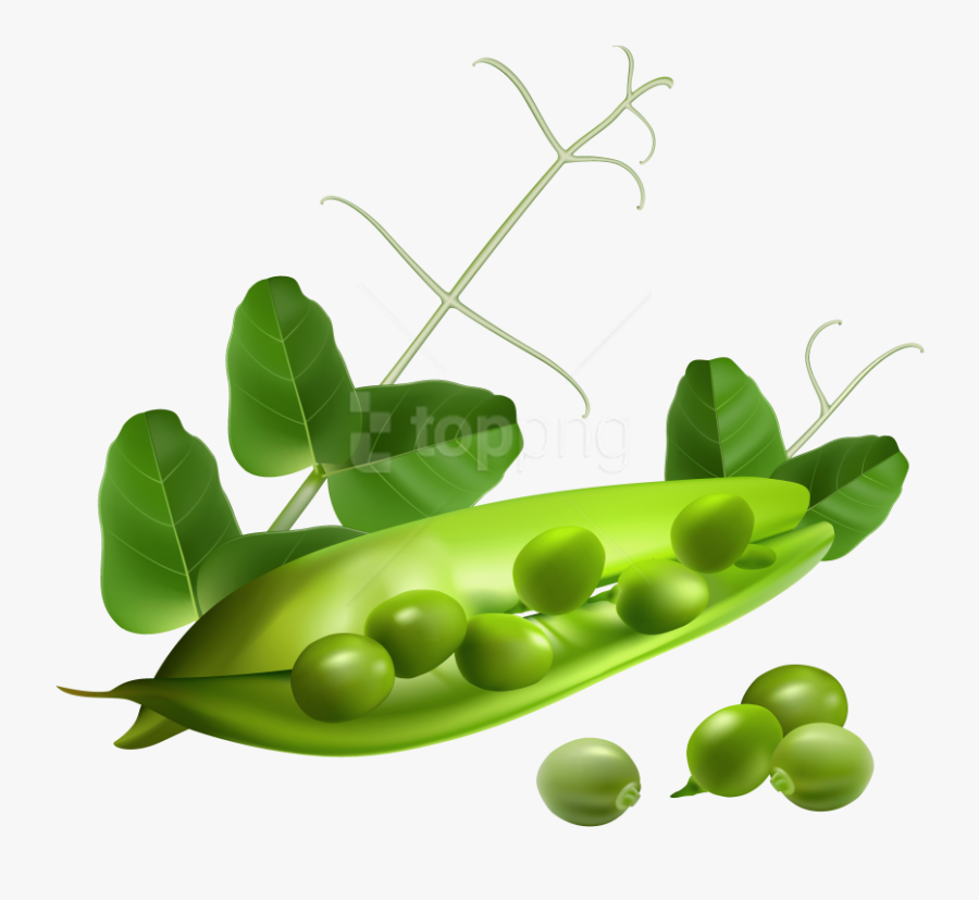 Peas Clipart Pea Seed - Free Vector Vegetables, Transparent Clipart