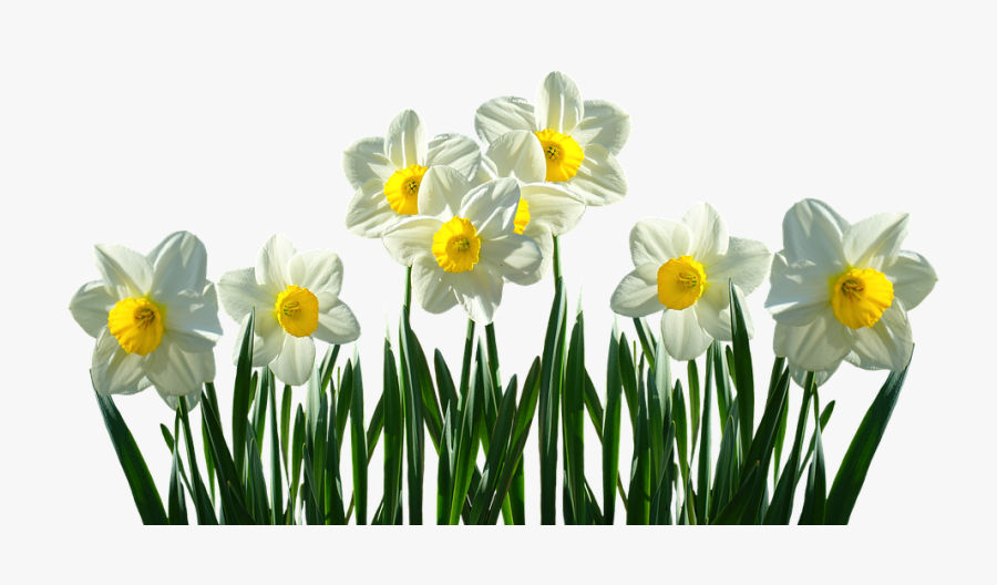Daffodils Transparent, Transparent Clipart