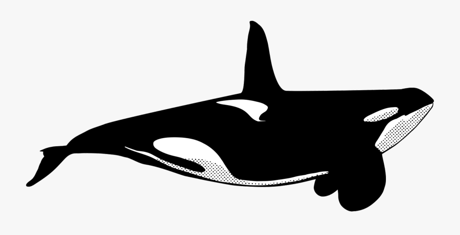 Killer Whale, Transparent Clipart