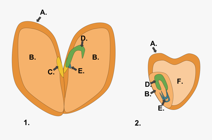 Monocot Dicot Seed - Dicotyledon, Transparent Clipart