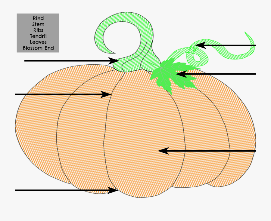15 Educational Pumpkin Activities - Pumpkin Label, Transparent Clipart