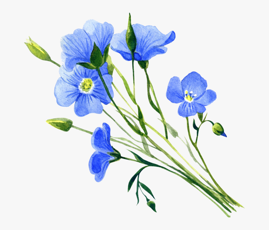 Dayflower, Transparent Clipart