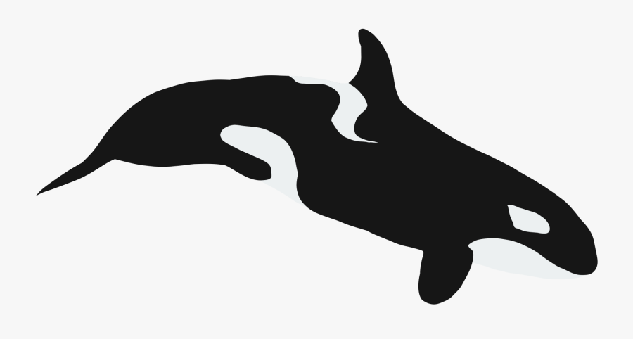 Killer Whale, Transparent Clipart