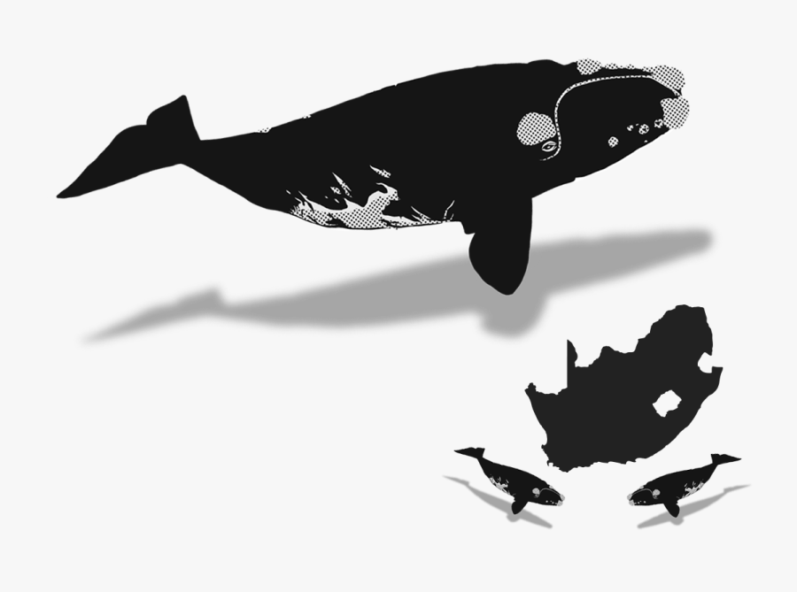 The Whaleplanner - Southern Right Whale Silhouette, Transparent Clipart